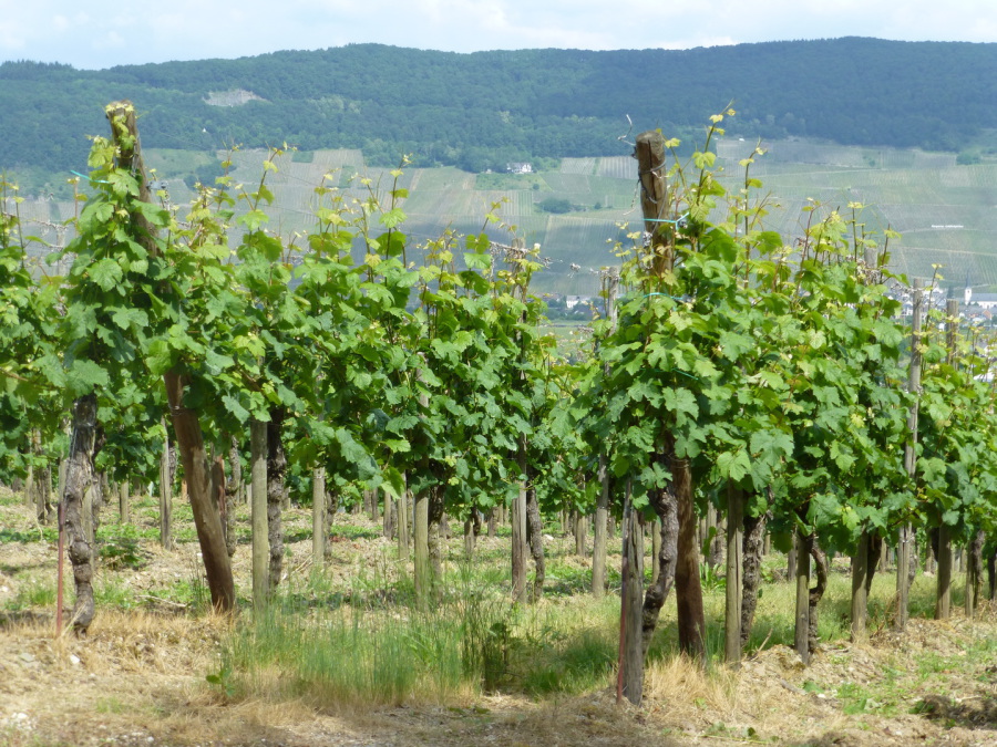 Aufnahme eines Weinberges